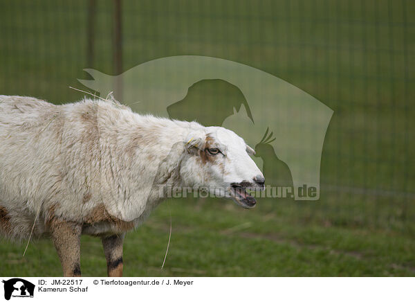 Kamerun Schaf / Cameroon Sheep / JM-22517