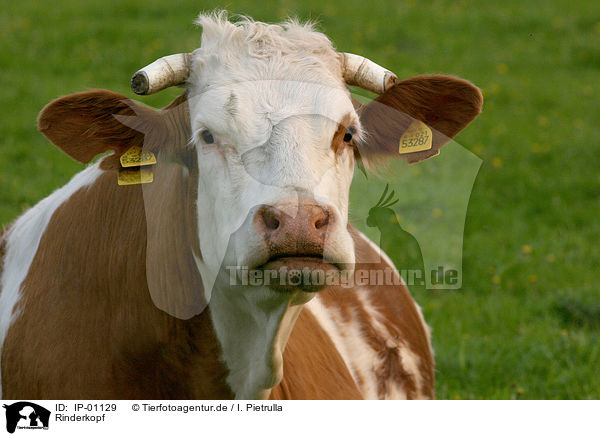 Rinderkopf / cow head / IP-01129