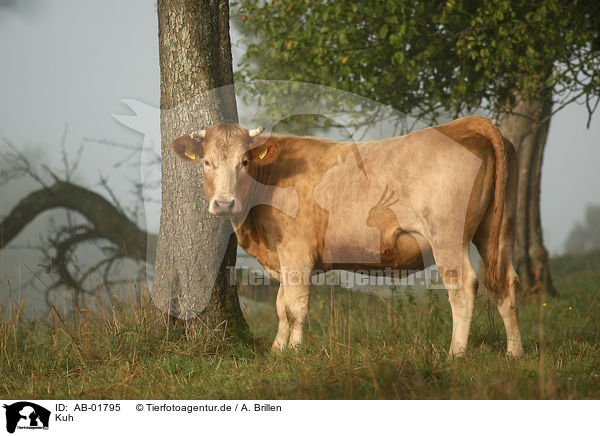 Kuh / cattle / AB-01795