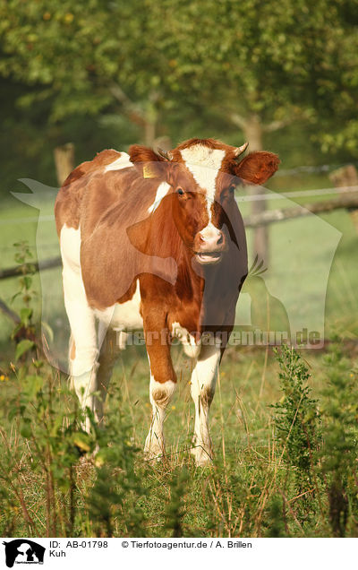 Kuh / cattle / AB-01798