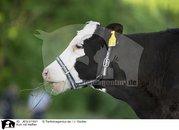 Kuh mit Halfter / cattle with halter / JEG-01091