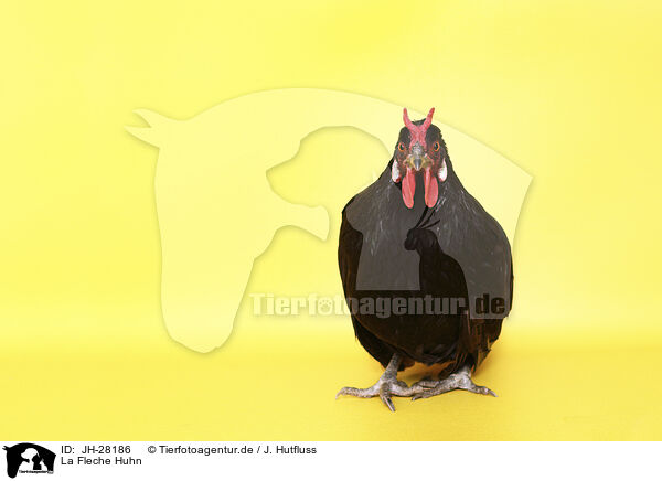 La Fleche Huhn / JH-28186