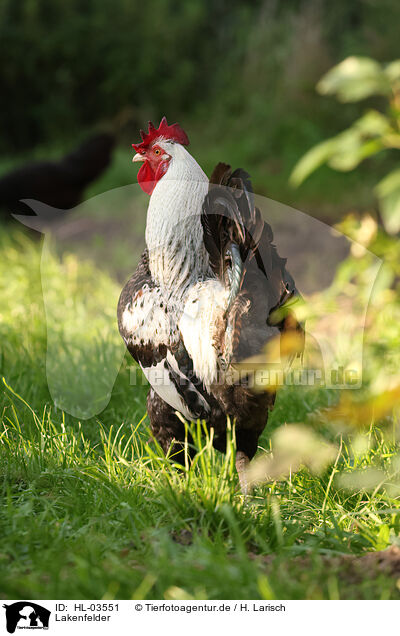 Lakenfelder / Lakenfelder chicken / HL-03551