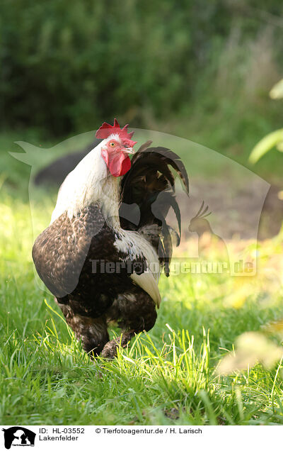 Lakenfelder / Lakenfelder chicken / HL-03552