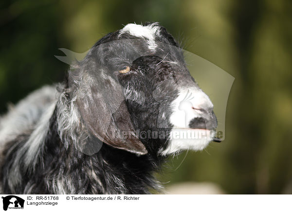 Langohrziege / long-eared goat / RR-51768