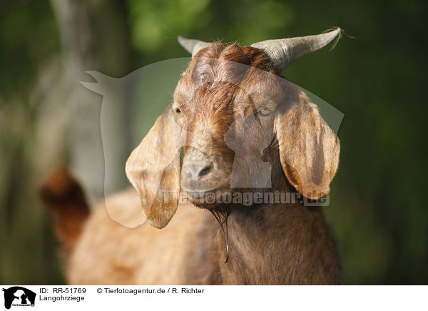 Langohrziege / long-eared goat / RR-51769