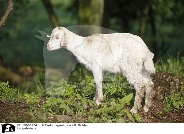 Langohrziege / long-eared goat / RR-51774