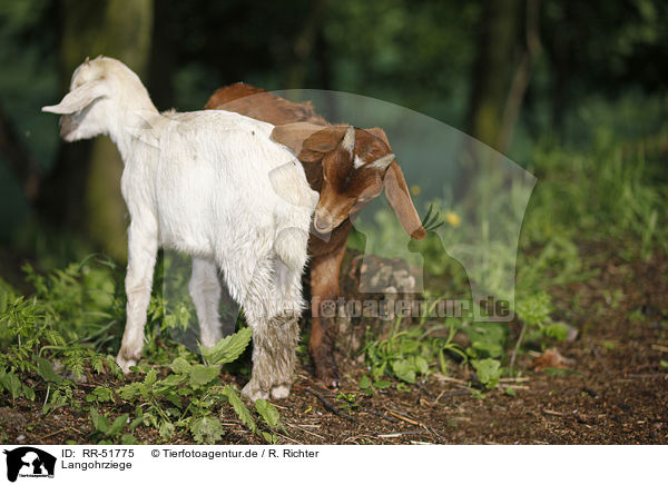 Langohrziege / long-eared goat / RR-51775