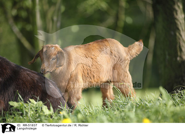 Langohrziege / long-eared goat / RR-51837
