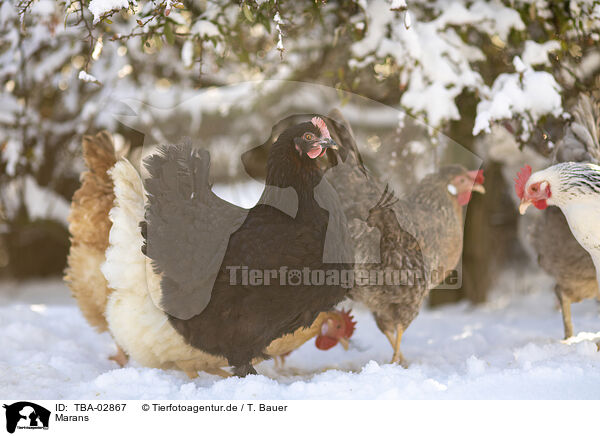 Marans / TBA-02867