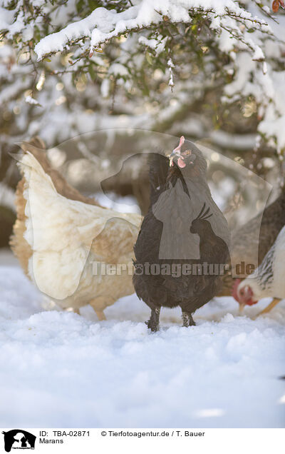 Marans / TBA-02871