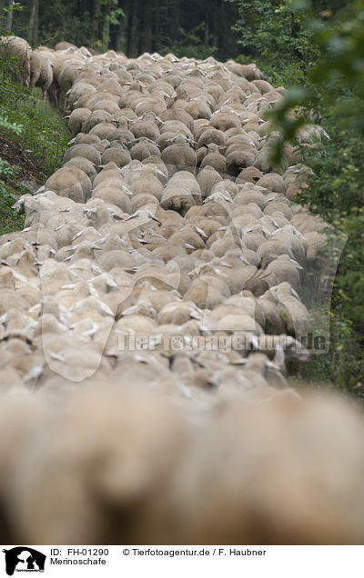 Merinoschafe / Merino Sheeps / FH-01290