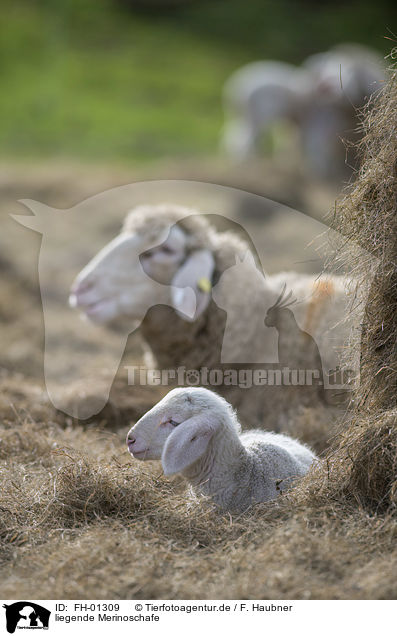 liegende Merinoschafe / lying Merino Sheeps / FH-01309