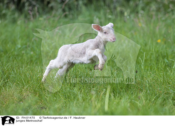 junges Merinoschaf / young Merino Sheep / FH-01470