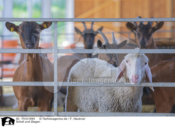 Schaf und Ziegen / FH-01894