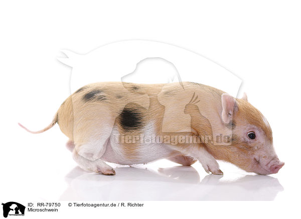 Microschwein / micro pig / RR-79750