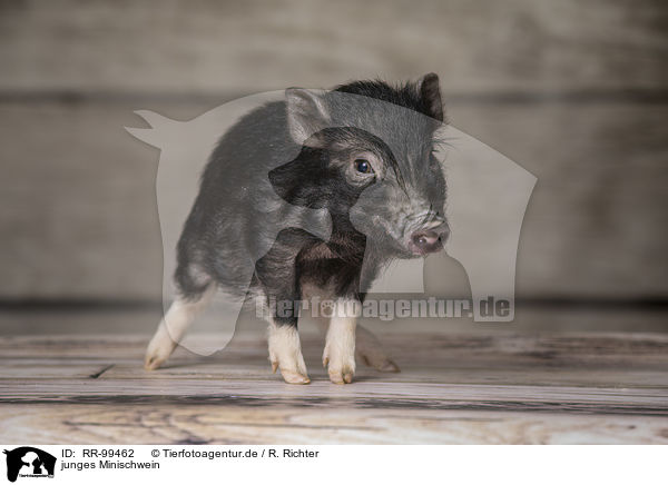 junges Minischwein / young micropig / RR-99462