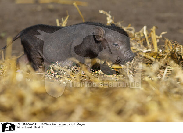 Minischwein Ferkel / Mini pig piglet / JM-04437