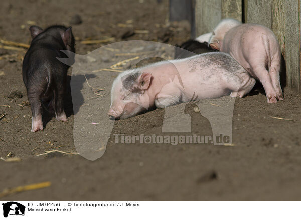 Minischwein Ferkel / Mini pig piglet / JM-04456