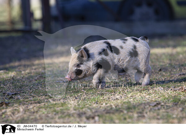 Minischwein Ferkel / Mini pig piglet / JM-04470