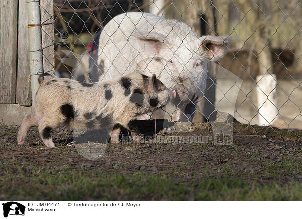 Minischwein / Mini Pig / JM-04471