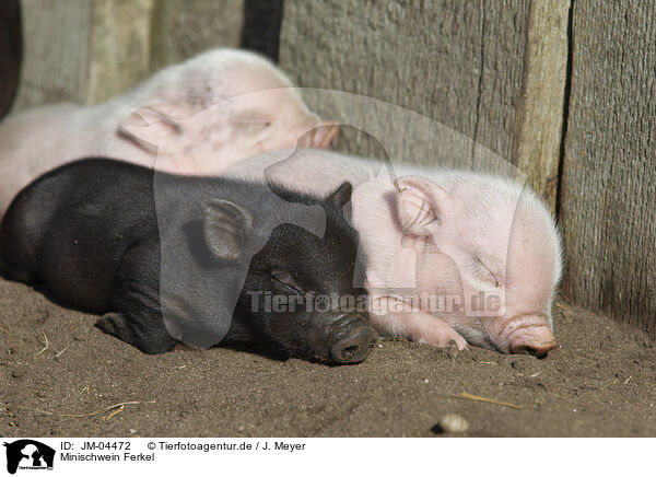 Minischwein Ferkel / Mini pig piglet / JM-04472