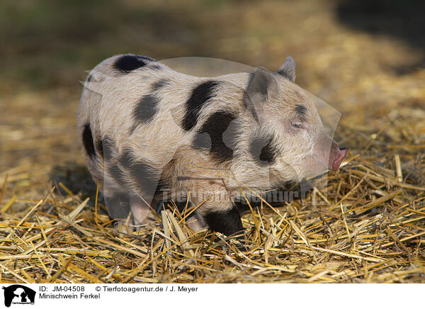 Minischwein Ferkel / Mini pig piglet / JM-04508