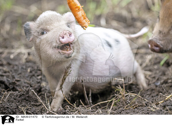 Ferkel / piglets / MAW-01470