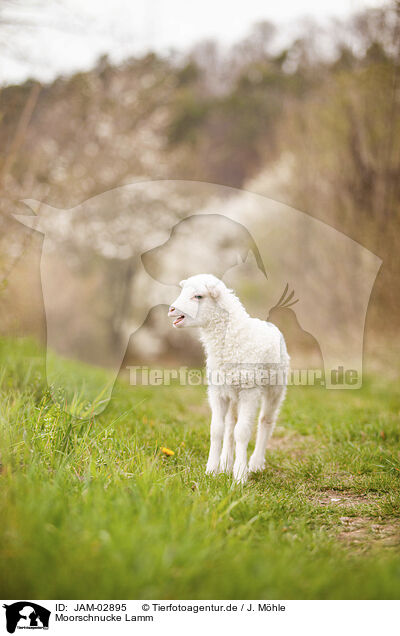 Moorschnucke Lamm / white polled heath lamb / JAM-02895