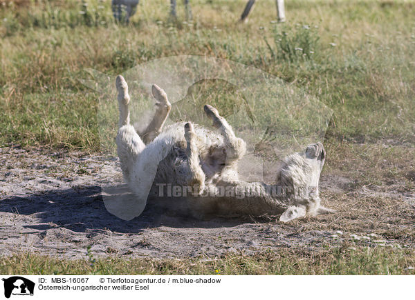 sterreich-ungarischer weier Esel / Austria-Hungarian white donkey / MBS-16067