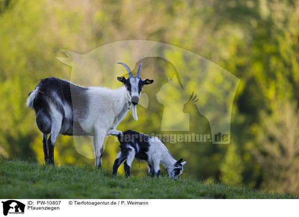 Pfauenziegen / Peacock goats / PW-10807