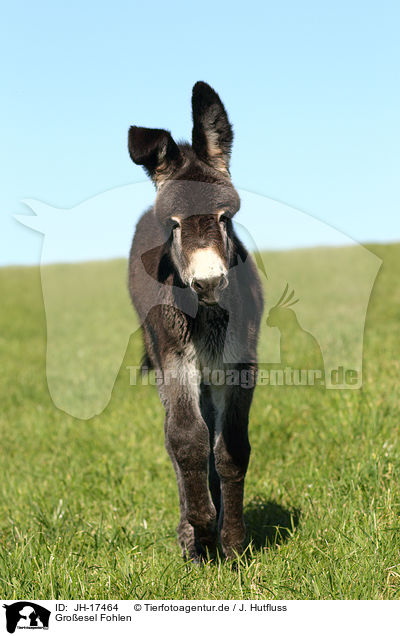 Groesel Fohlen / donkey foal / JH-17464