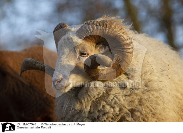Quessantschafe Portrait / Quessant Sheep Portrait / JM-07543