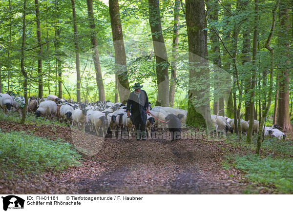 Schfer mit Rhnschafe / Shepherd with Rhone Sheeps / FH-01161