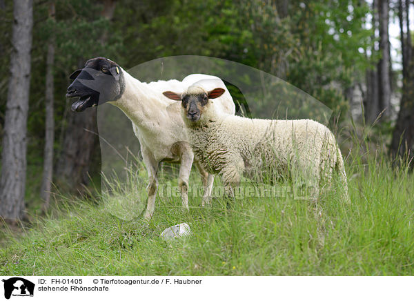 stehende Rhnschafe / standing Rhn Sheeps / FH-01405