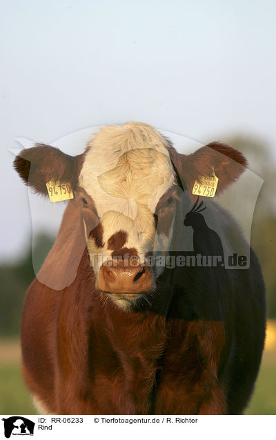 Rind / Cow Portrait / RR-06233
