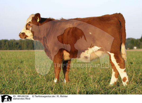 stehendes Rind / standing cow / RR-06238