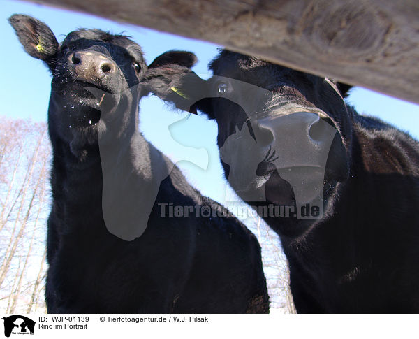 Rind im Portrait / cow portrait / WJP-01139