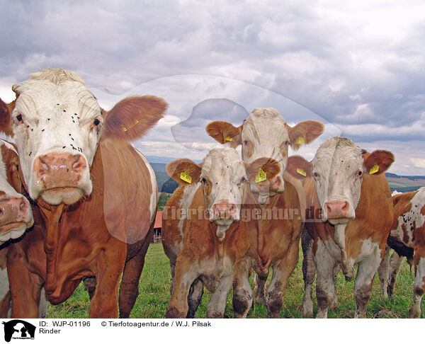 Rinder / cows / WJP-01196