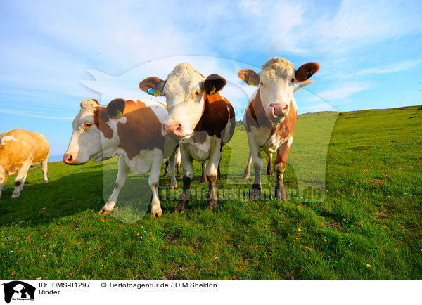 Rinder / cattle / DMS-01297