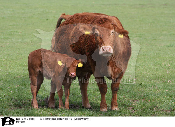 Rinder / cattles / BM-01581