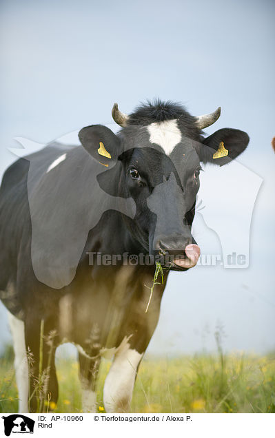 Rind / cattle / AP-10960