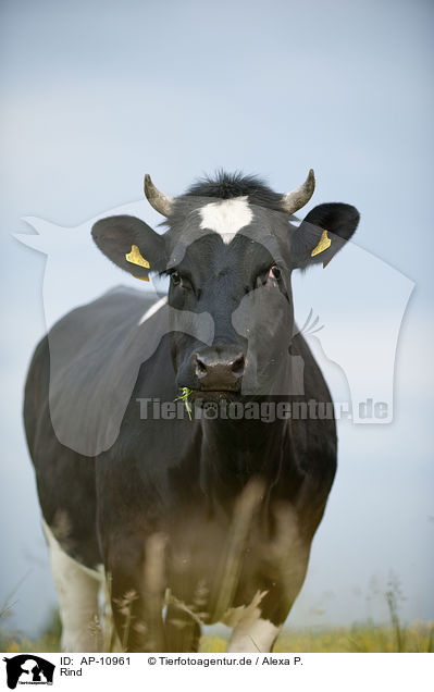 Rind / cattle / AP-10961
