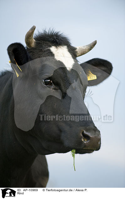 Rind / cattle / AP-10969
