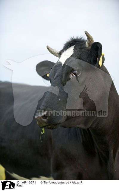 Rind / cattle / AP-10971