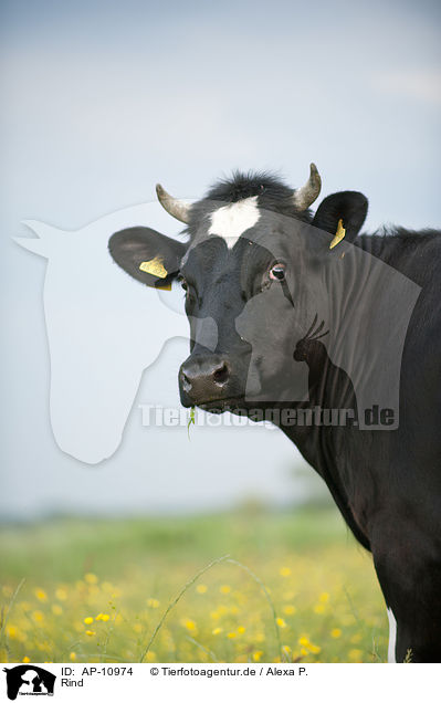 Rind / cattle / AP-10974