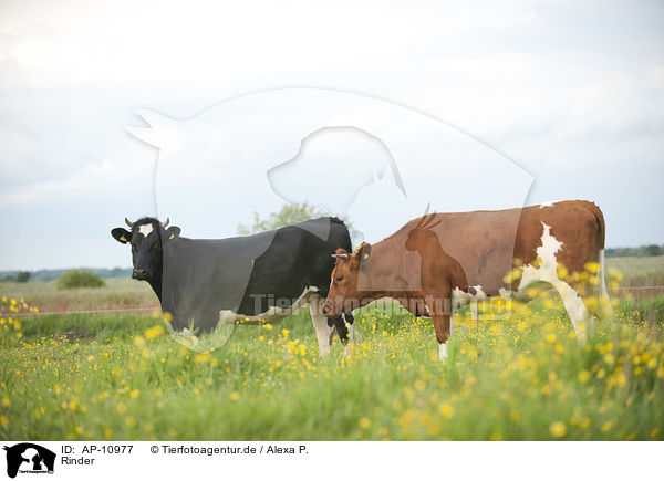 Rinder / cattle / AP-10977