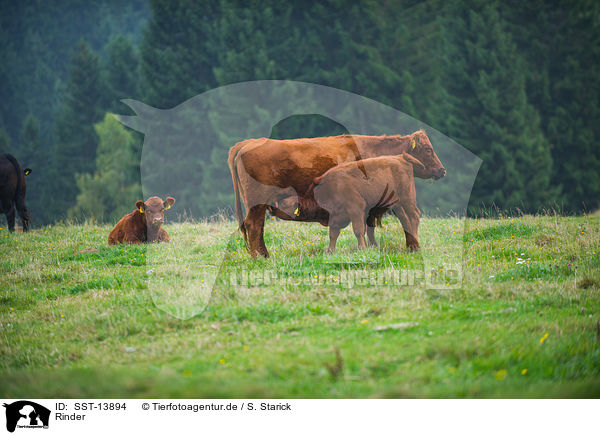 Rinder / cattle / SST-13894