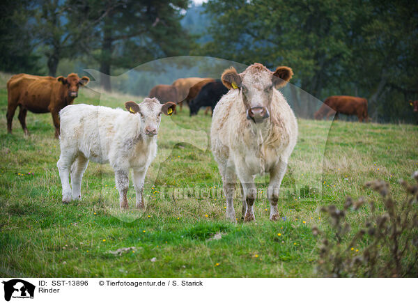 Rinder / cattle / SST-13896