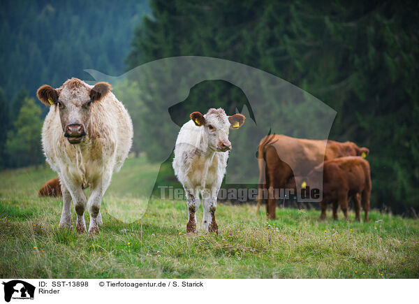 Rinder / cattle / SST-13898